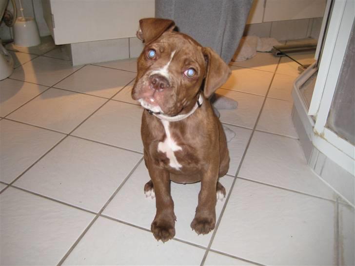 Olde english bulldogge *Mille* - 13 uger billede 8