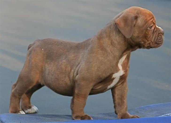Olde english bulldogge *Mille* - mille 7 uger. billede 4