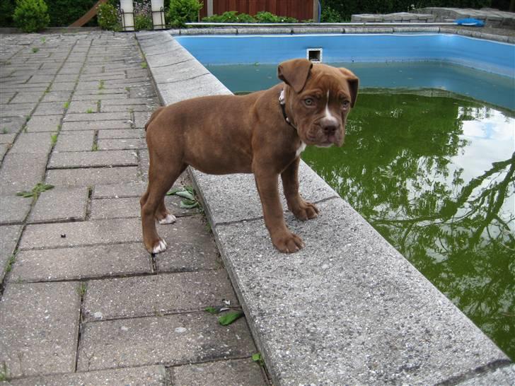 Olde english bulldogge *Mille* - 13 uger billede 9