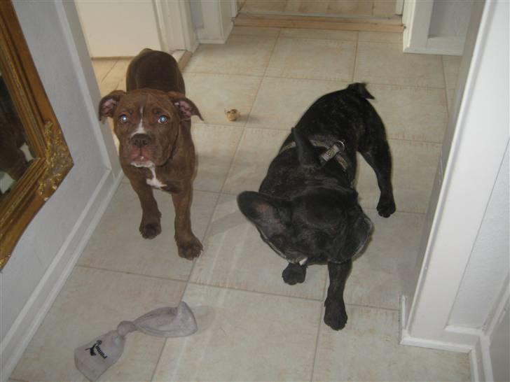 Olde english bulldogge *Mille* - 7 uger billede 5