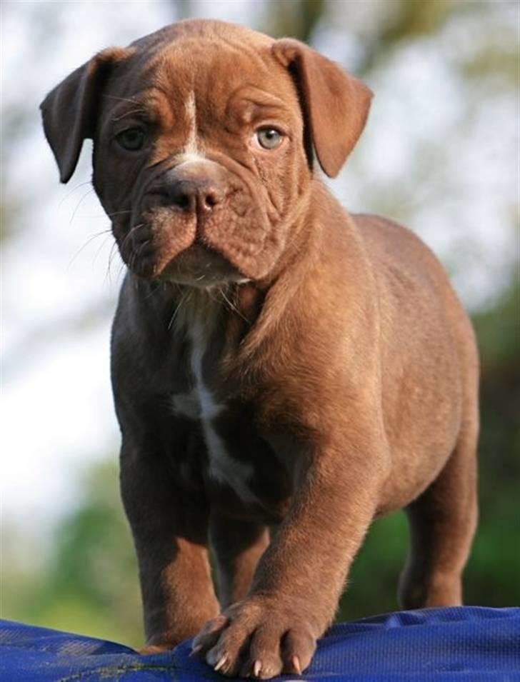 Olde english bulldogge *Mille* - 7 uger billede 6