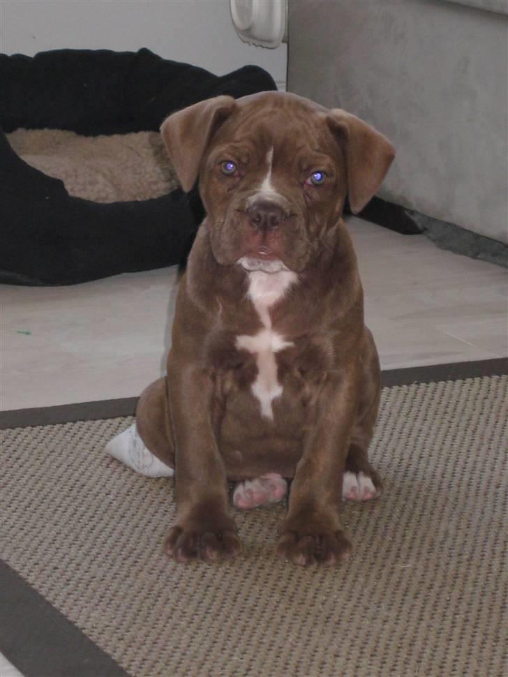 Olde english bulldogge *Mille* billede 7