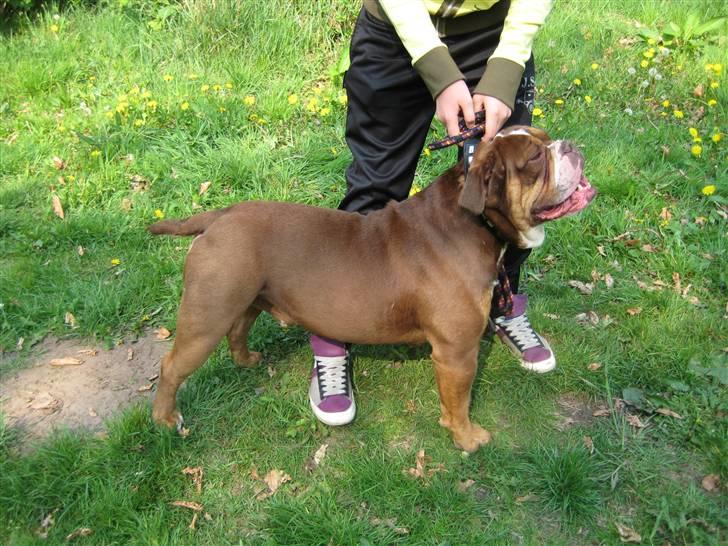 Olde english bulldogge *Mille* - Mille´s far billede 12
