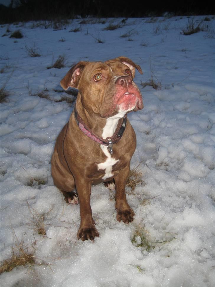 Olde english bulldogge *Mille* - Mille 1 år billede 20