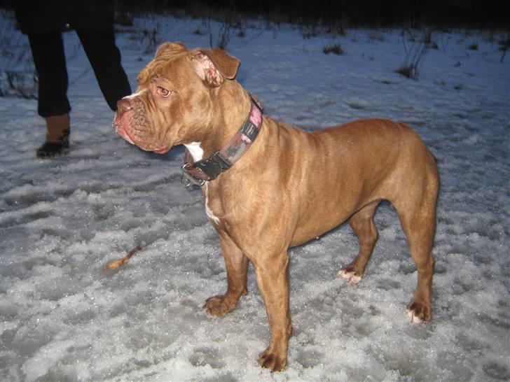 Olde english bulldogge *Mille* - Mille 1 år billede 19