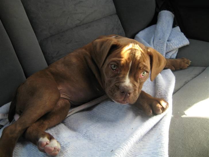Olde english bulldogge *Mille* - Ude og køre bil - kan jeg godt lide. billede 13
