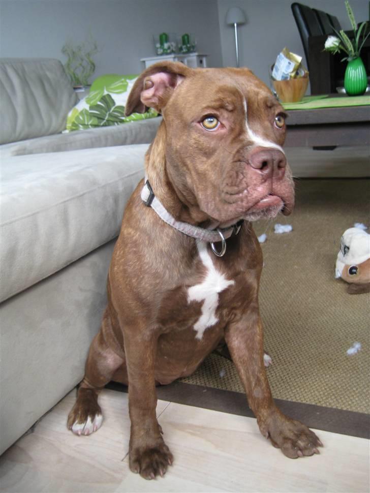 Olde english bulldogge *Mille* - 7 måneder billede 16