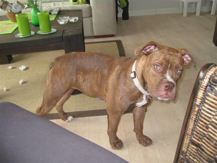 Olde english bulldogge *Mille* - 7 måneder billede 15