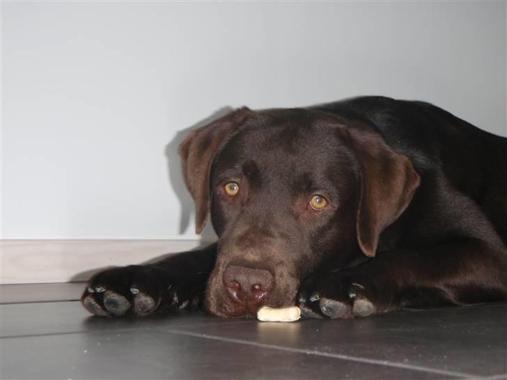 Labrador retriever Zanto billede 10