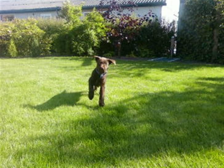 Labrador retriever Zanto billede 11