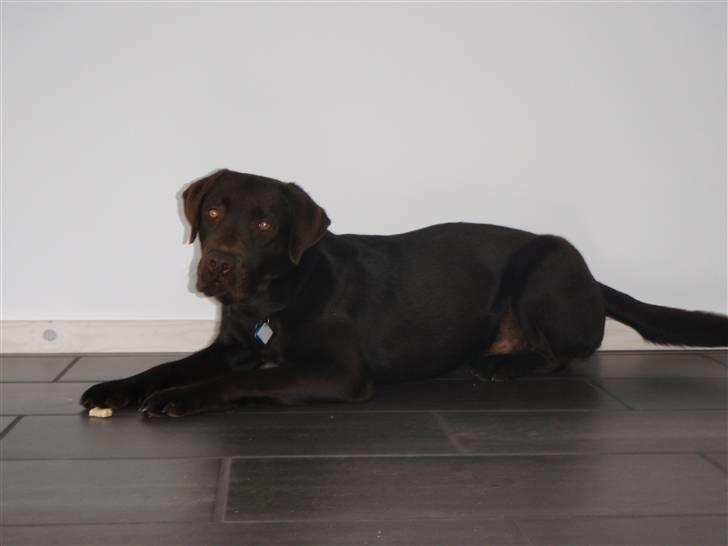 Labrador retriever Zanto billede 12