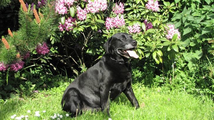 Labrador retriever Bølle R.I.P billede 1