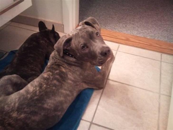 Amerikansk staffordshire terrier ~ Choppy ~ - choppy 5 måneder  billede 10