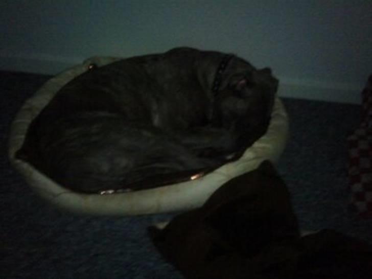 Amerikansk staffordshire terrier ~ Choppy ~ - Han tror vist selv han er en lille nips der kan være i chicks kurv (: billede 11