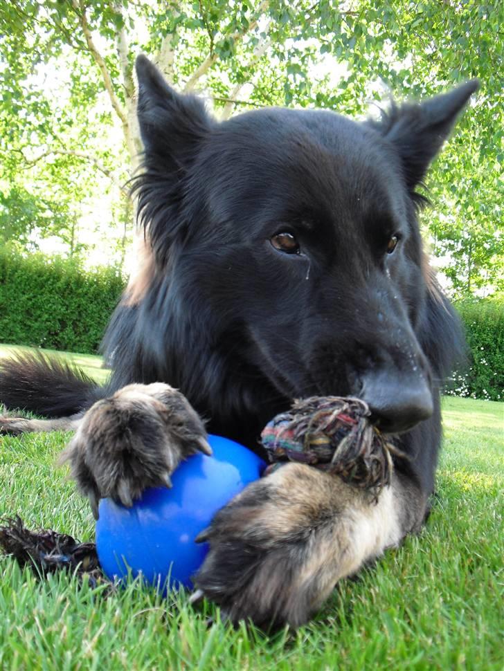 Schæferhund King  - 31/5-09 billede 4