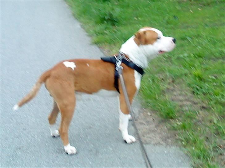 Amerikansk staffordshire terrier Basse <3 †Himmelhund† - Vi var ude og gå tur, og der var en Pipper :P billede 18