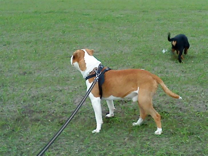 Amerikansk staffordshire terrier Basse <3 †Himmelhund† - Årh Årh vil lege med den Pipper :P billede 19