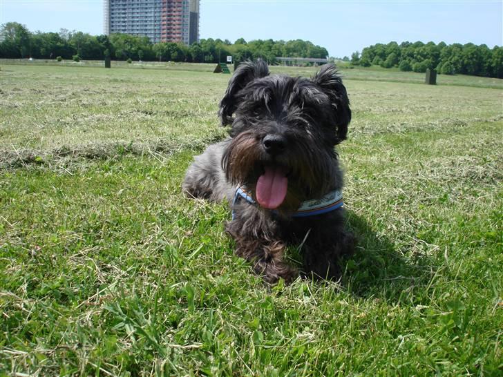Blanding af racer Fusse Himmelhund - En tur på den store plæne... billede 13