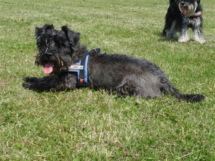 Blanding af racer Fusse Himmelhund billede 14