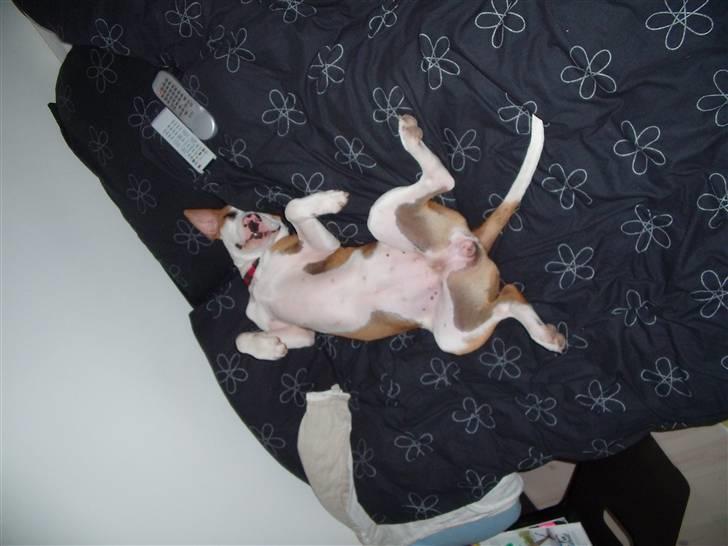 Amerikansk staffordshire terrier Pixie billede 6