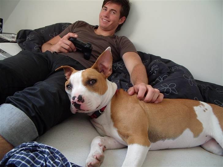 Amerikansk staffordshire terrier Pixie billede 7