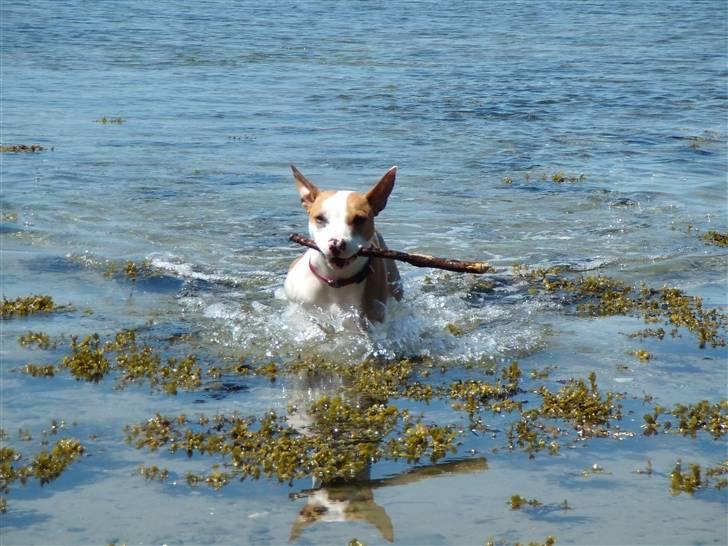 Amerikansk staffordshire terrier Pixie billede 8