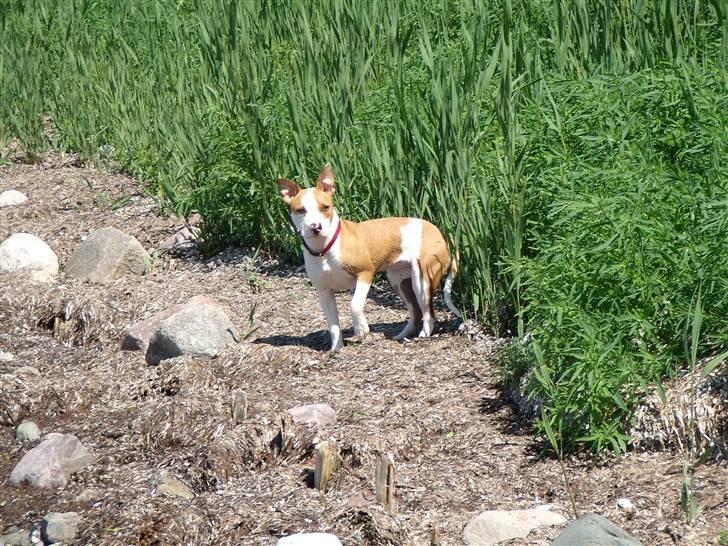 Amerikansk staffordshire terrier Pixie billede 9