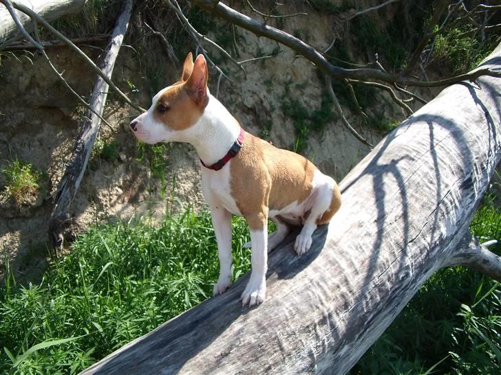 Amerikansk staffordshire terrier Pixie billede 10