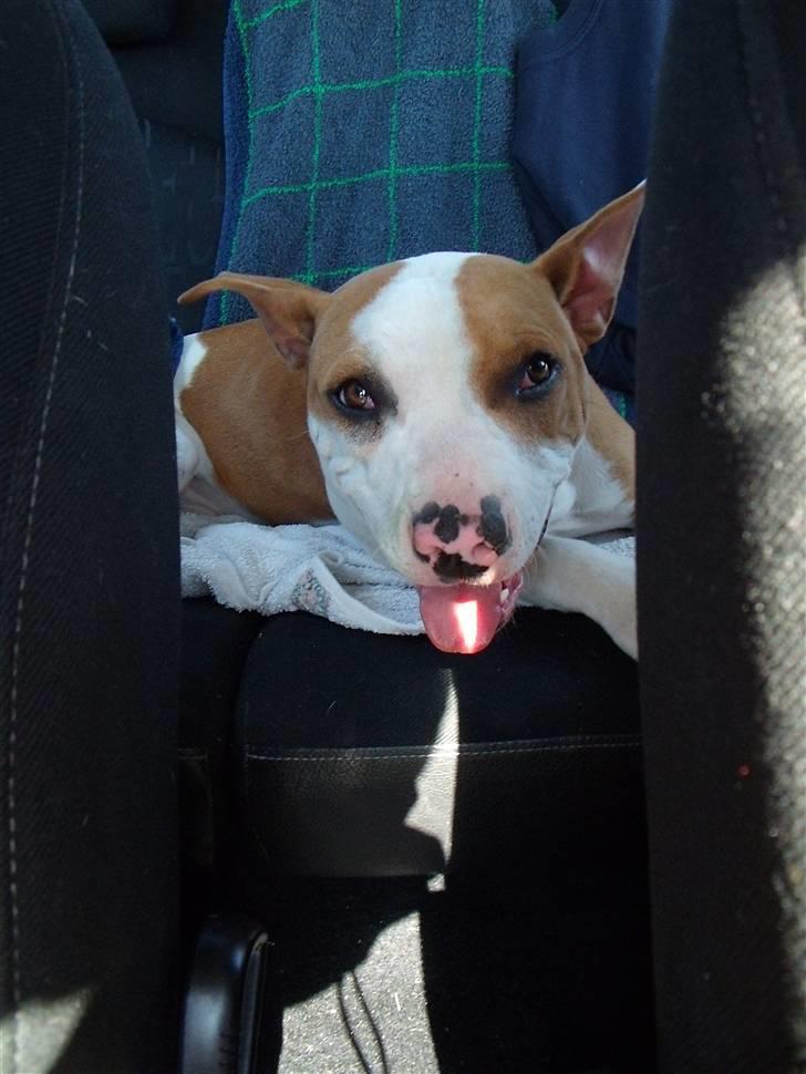 Amerikansk staffordshire terrier Pixie billede 11