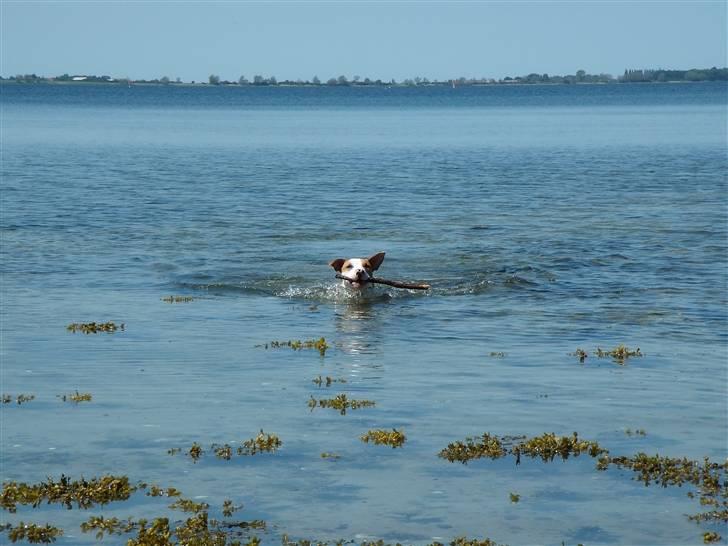 Amerikansk staffordshire terrier Pixie billede 12