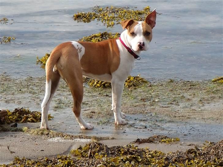 Amerikansk staffordshire terrier Pixie billede 13