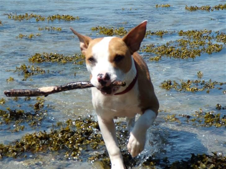 Amerikansk staffordshire terrier Pixie billede 14