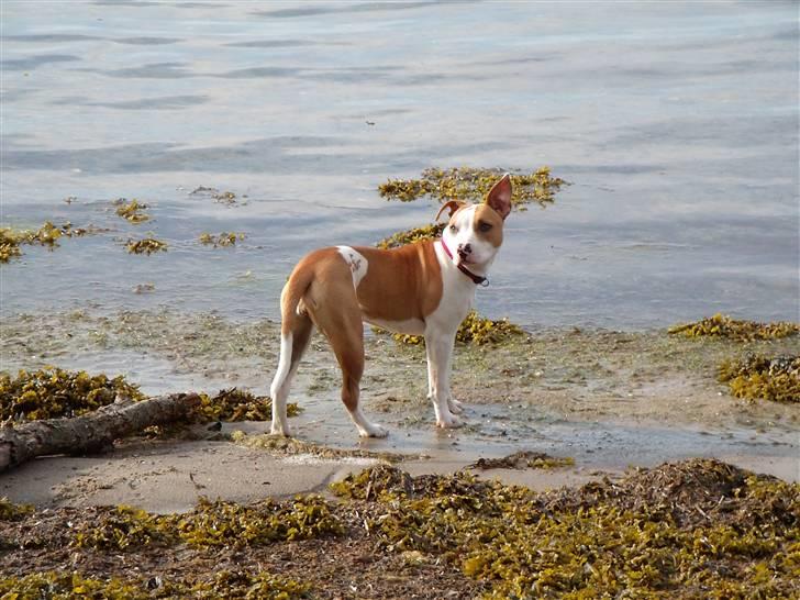 Amerikansk staffordshire terrier Pixie billede 15