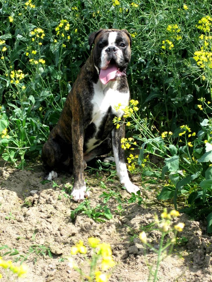 Boxer mickey billede 1