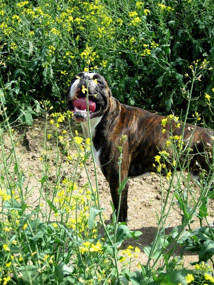 Boxer mickey billede 2