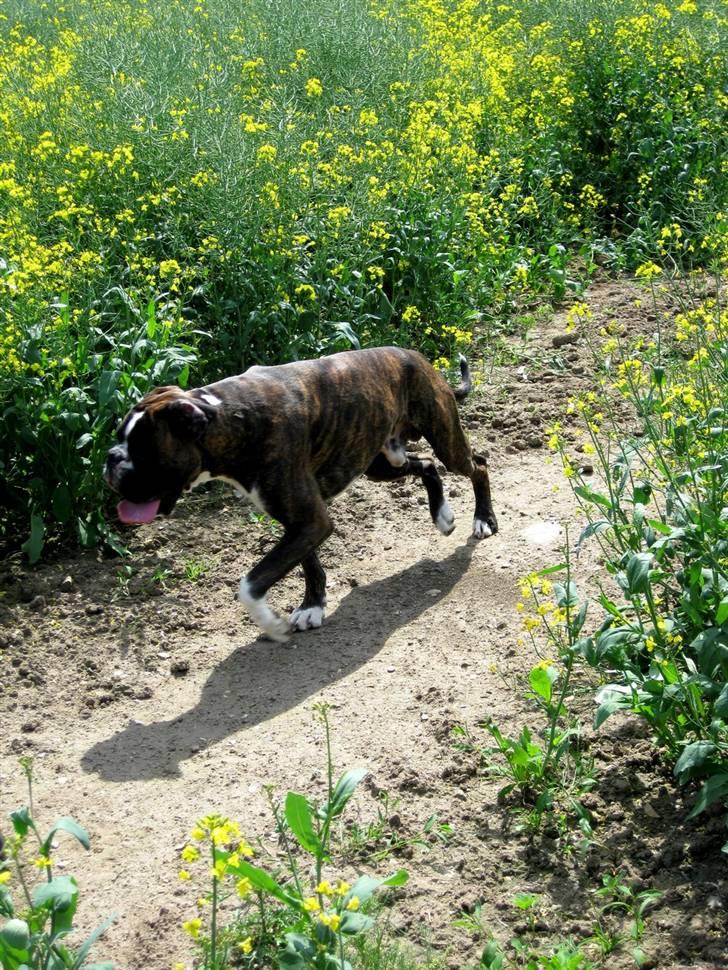 Boxer mickey billede 3