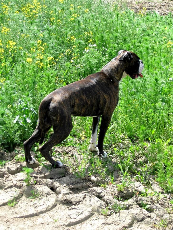 Boxer mickey billede 4