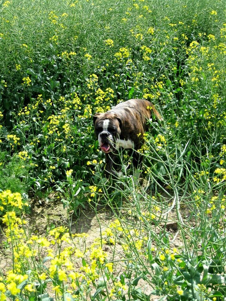 Boxer mickey billede 5