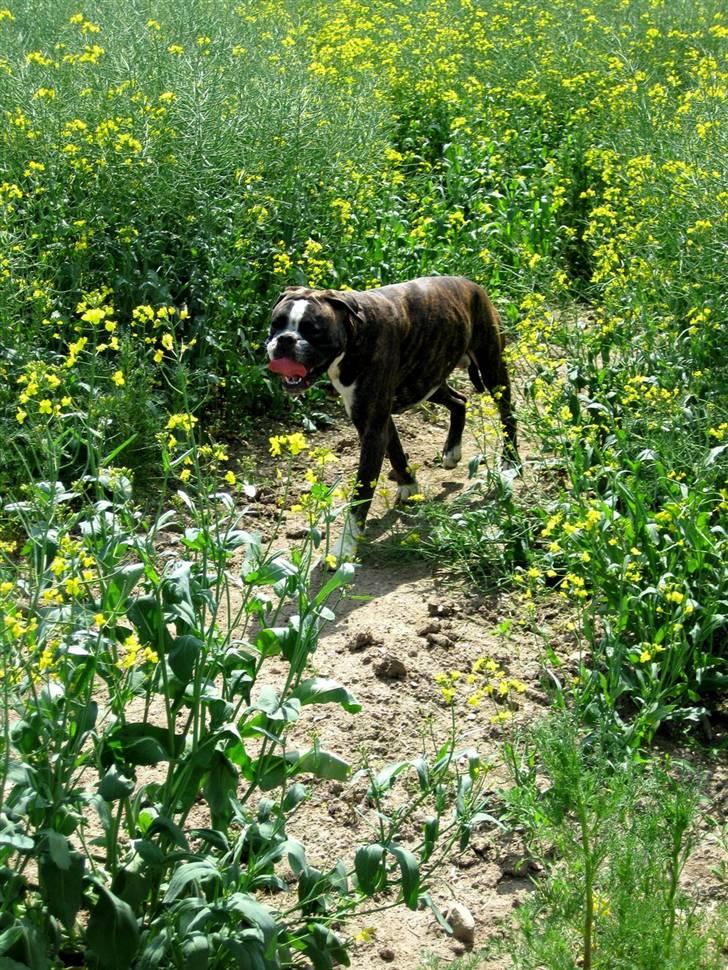 Boxer mickey billede 6