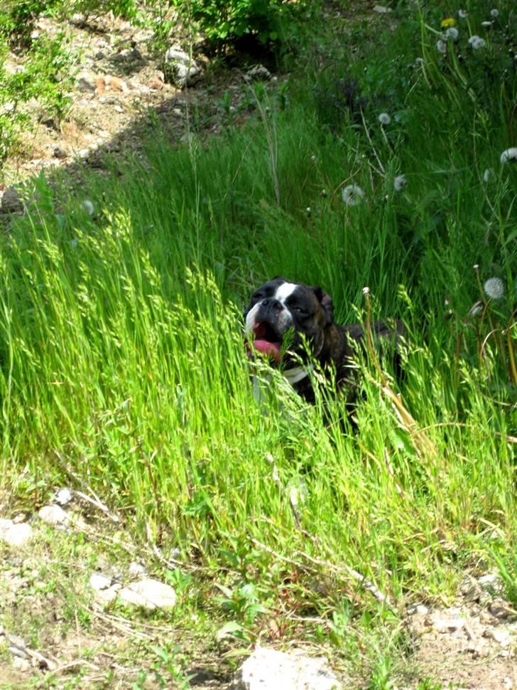 Boxer mickey billede 7