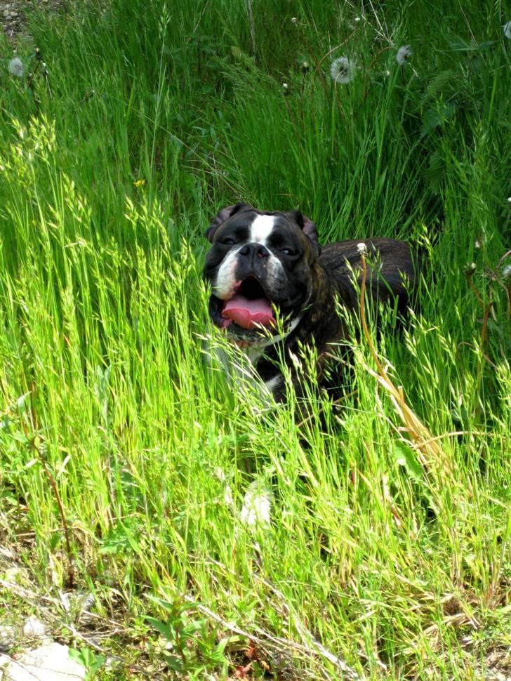 Boxer mickey billede 8