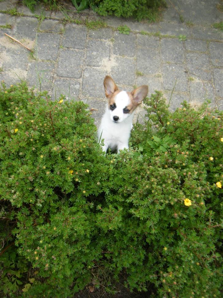 Blanding af racer Naima - Naima tror hun kan gå igennem hækken, men nej. ;) billede 9