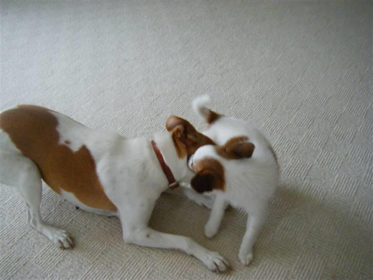 Blanding af racer Naima - Naima leger med Ninka, (Henriks forældres hund)  billede 10