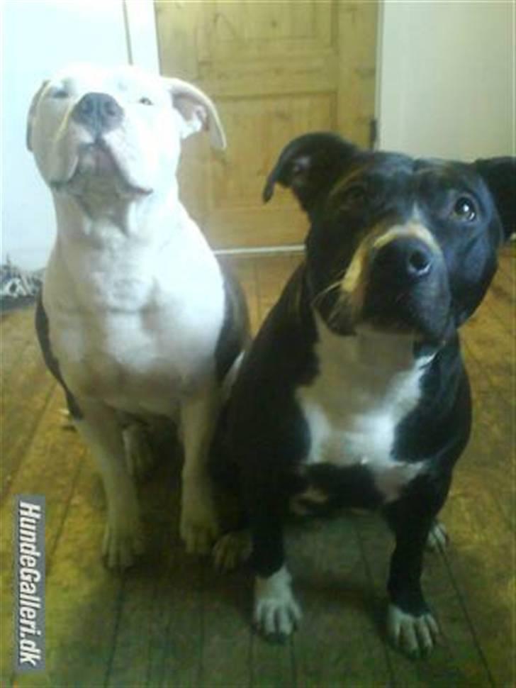 Amerikansk staffordshire terrier Dia - Mor og farmand :) billede 15