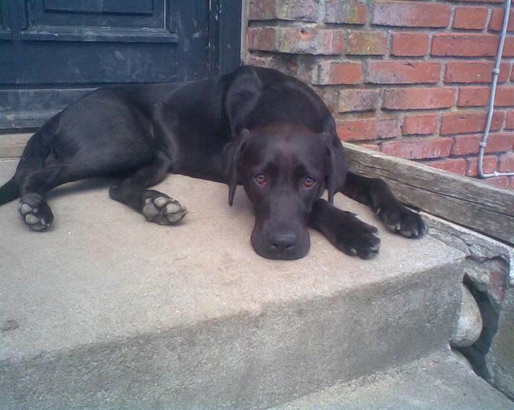 Blanding af racer Snoopy (DØD) billede 6