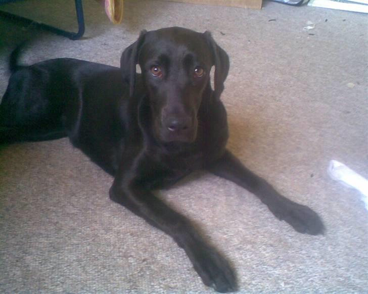 Blanding af racer Snoopy (DØD) billede 7