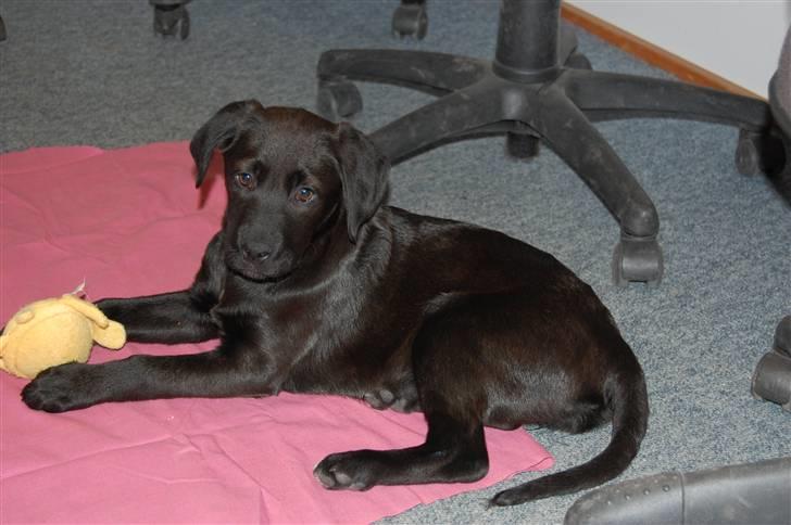 Blanding af racer Snoopy (DØD) billede 8