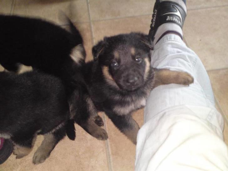 Schæferhund Neema - 27 dage gammel billede 9