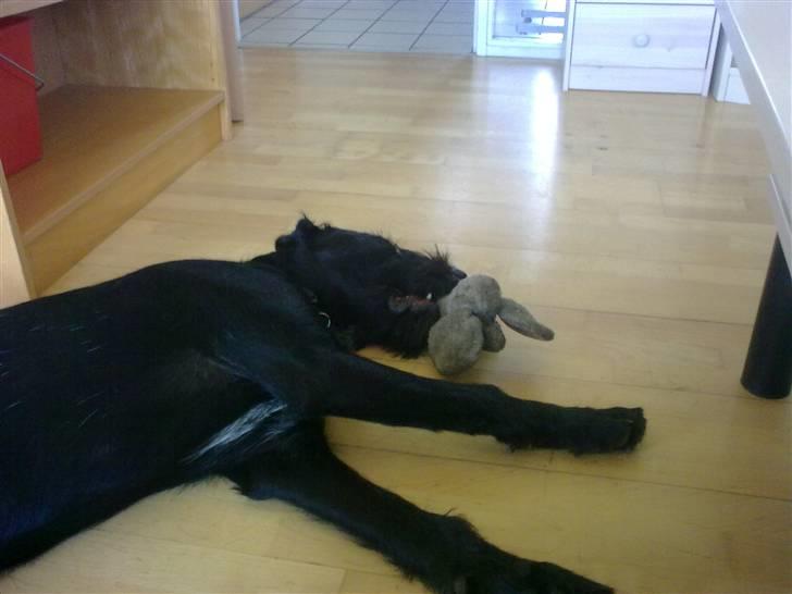 Blanding af racer Mikkel billede 10