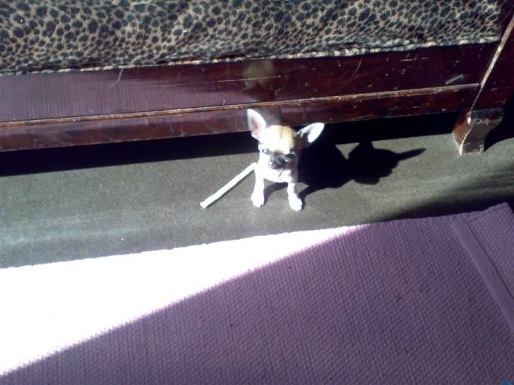 Chihuahua Tufsan - Her er jeg under Mexicos sol! billede 10